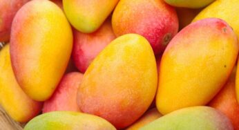 Svelati i segreti del mango, se ha queste caratteristiche è maturo e gustoso