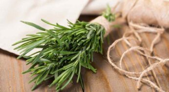 Rosmarino: un supereroe in cucina ma anche un alleato per la salute